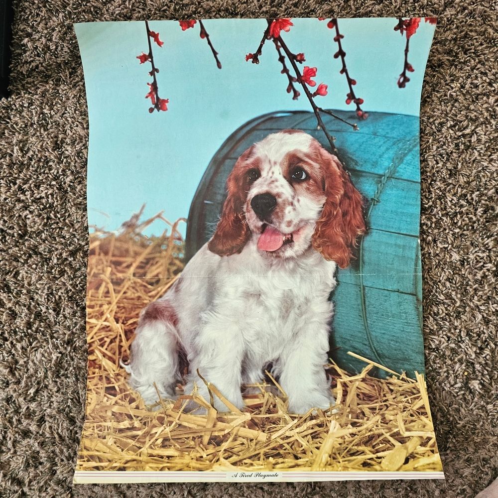 Original Vintage 20" Poster 1960's Cocker spainiel Dog Wall Decor